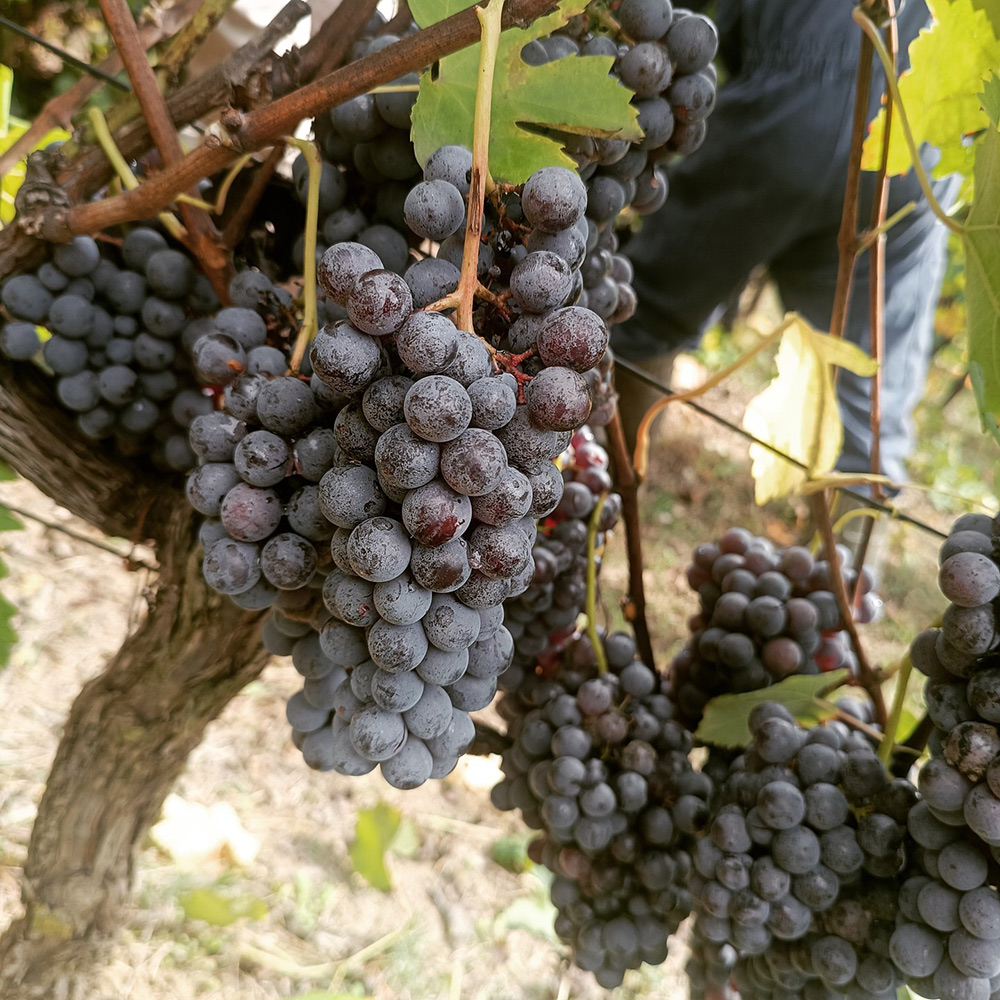 Vendemmia 2024: quando rischiare paga - Bajaj
