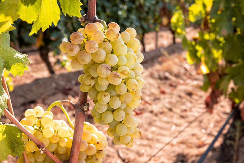 LANGHE FAVORITA: A grape variety destined to disappear? - Bajaj